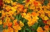 S�rga viola/Cheiranthus cheiri