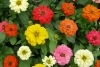 R�zvir�g/Zinnia Elegans