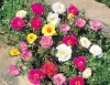 Porcsinr�zsa/Portulaca Grandfilora
