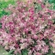 Estike/Matthiola Bicornis