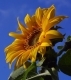 D�sznapraforg�/Helianthus Annuus