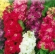 Ny�ri viola/Matthiola Incana Annua