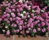 Tat�rvir�g/Iberis Umbellata